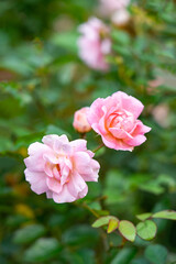 rose flower in the garden