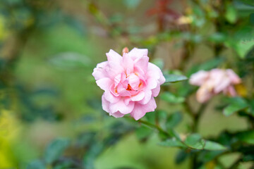 rose flower in the garden