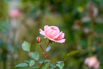 rose flower in the garden