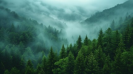 Fototapeta premium Misty Forest Landscape in Vintage Style