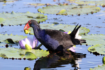 Australasian Swamphen bird in a pond of water and holding a piece of lily pad in its beak