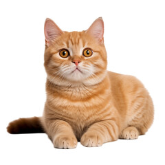 A curious orange tabby cat resting comfortably on a white surface in a well-lit environment