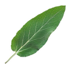 Obraz premium green leaf isolated on white background