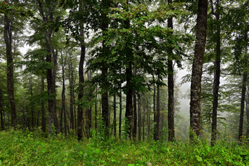 Nadelwald in den Dinarischen Alpen, Crveni Kuk, Bosnien-Herzegowina // Coniferous forest in the...