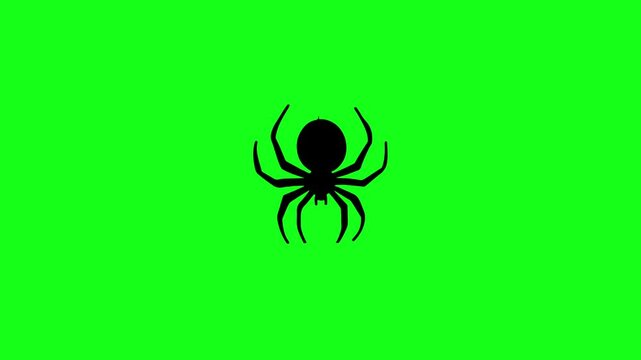 Spider silhouette vector animation on green screen. Halloween, scary, spooky, horror element for editing