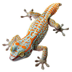 Fototapeta premium gecko on white background