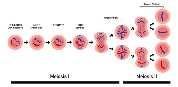 Meiosis, cell division, homologous chromosomes, Meiosis I and Meiosis II, Crossing over, Prophase, Metaphase, Anaphase, and Telophase, Cell division for education use, Animation of phases
