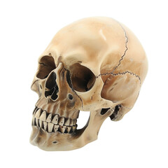 human skull isolated on white