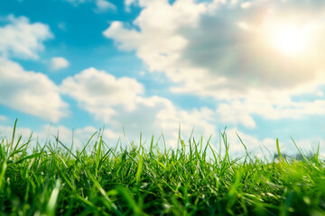 Fototapeta premium Fresh Green Grass and Blue Sky Horizon: Tranquil Outdoor Nature Scene