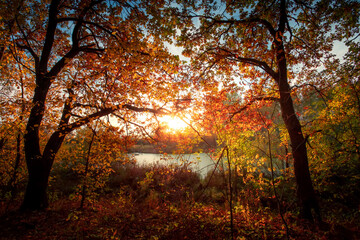 Autumn forest landscape. Gold color tree, red orange foliage in fall park. Nature change scene. Yellow wood in scenic scenery. Sun in blue sky.