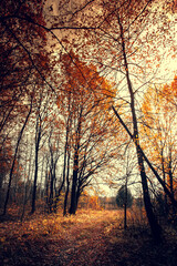 Autumn forest landscape. Gold color tree, red orange foliage in fall park. Nature change scene. Yellow wood in scenic scenery. Sun in blue sky.