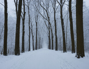 forest in winter