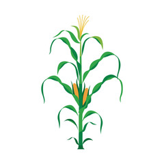 Corn Plantation Under the Bright Summer Sun