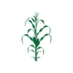 Corn Plantation Under the Bright Summer Sun