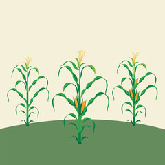 Corn Plantation Under the Bright Summer Sun