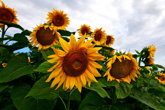 Sonnenblume // Sunflower (Helianthus annuus)