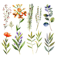 set of flowers and leaves