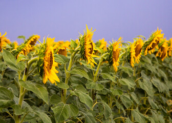 closeup view of row of sunflowers against a dark sky