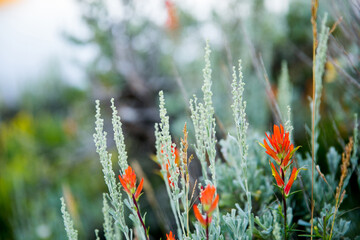 Sage and Indian Paintbrush Landscape scene