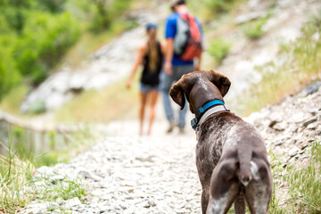 Brown dog on hiking trail with people