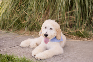 Happy dog laying down on the pavement outside