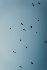 A flock of storks soaring above a calm blue sky