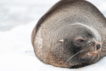 Antarctic fur seal. Southern ocean, Antarctica