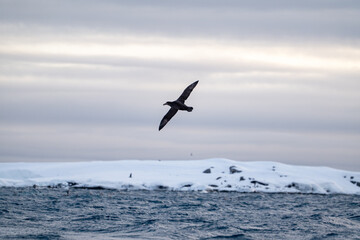 Shearwater, single bird in flight at Southern Ocean