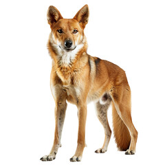 Fototapeta premium dog isolated on white