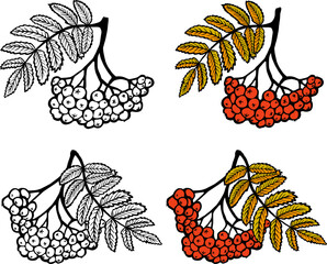 Rowan berries and leaves illustration - coloring page with colored version, educational illustration, decorative elements for design