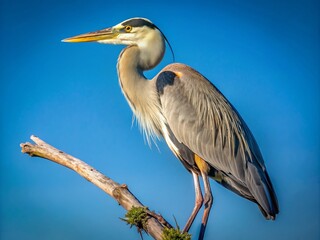 Obraz premium Majestic Great Blue Bird Perched Gracefully on a Branch Against a Clear Blue Sky in Nature