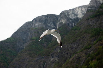 The larids (Laridae) are a family of birds of the order Charadriiformes known colloquially as seagulls or pavans.