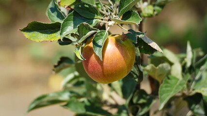 apple on tree