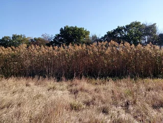 Beautiful autumn landscape with dry grass and tall dry reeds on the sky background. The tops of green trees can be seen in the background.