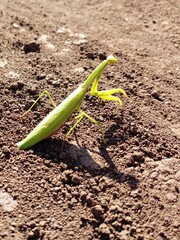 A large green praying mantis with raised front legs on dry ground.