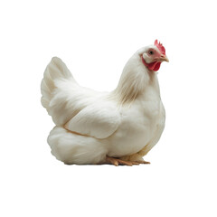Fototapeta premium a pristine white chicken is isolated on white background.