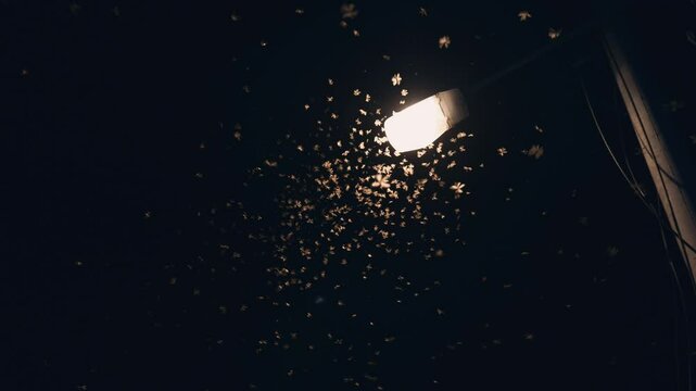 Moth flying towards the light