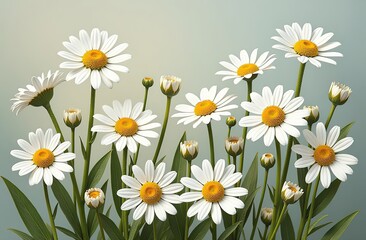 Fototapeta premium Chamomile daisy flowers. Floral composition