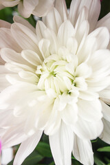 White flowers close-up full screen. White chrysanthemums