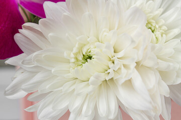 White flowers close-up full screen. White chrysanthemums