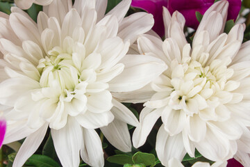 White flowers close-up full screen. White chrysanthemums