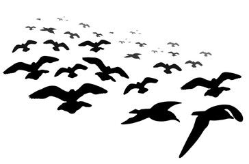 Silhouetted Seagulls in Flight - Coastal Wildlife Scene