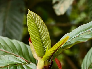 young kratom leaves close up