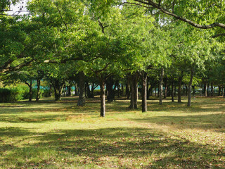 スポーツ公園内の整備された森