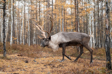 The Reindeer in the woods