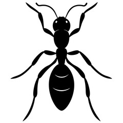 illustration of a spider