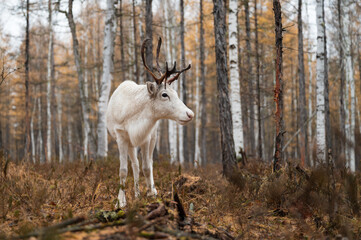 The Reindeer in the woods