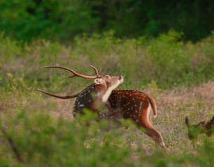 Obraz premium This stunning image captures a majestic deer in its natural habitat, showcasing the grace and beauty of wildlife. Set against a lush, vibrant backdrop, the deer stands poised, embodying the essence of
