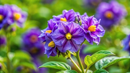 Fototapeta premium Close-up of purple blue potato bush flower in garden