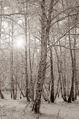 frost on the branches of a birch forest in winter at sunset